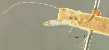 Media type: image;   Entomology 1233 Aspect: habitus lateral view